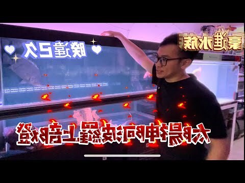金龍 紅龍